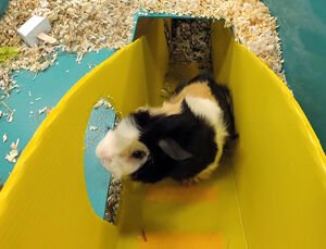 A Fun-tastic Experience for Small Mammals